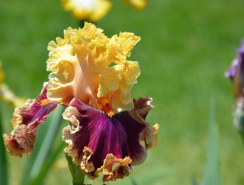 yellow and purple bearded iris