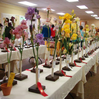 Iris Awards